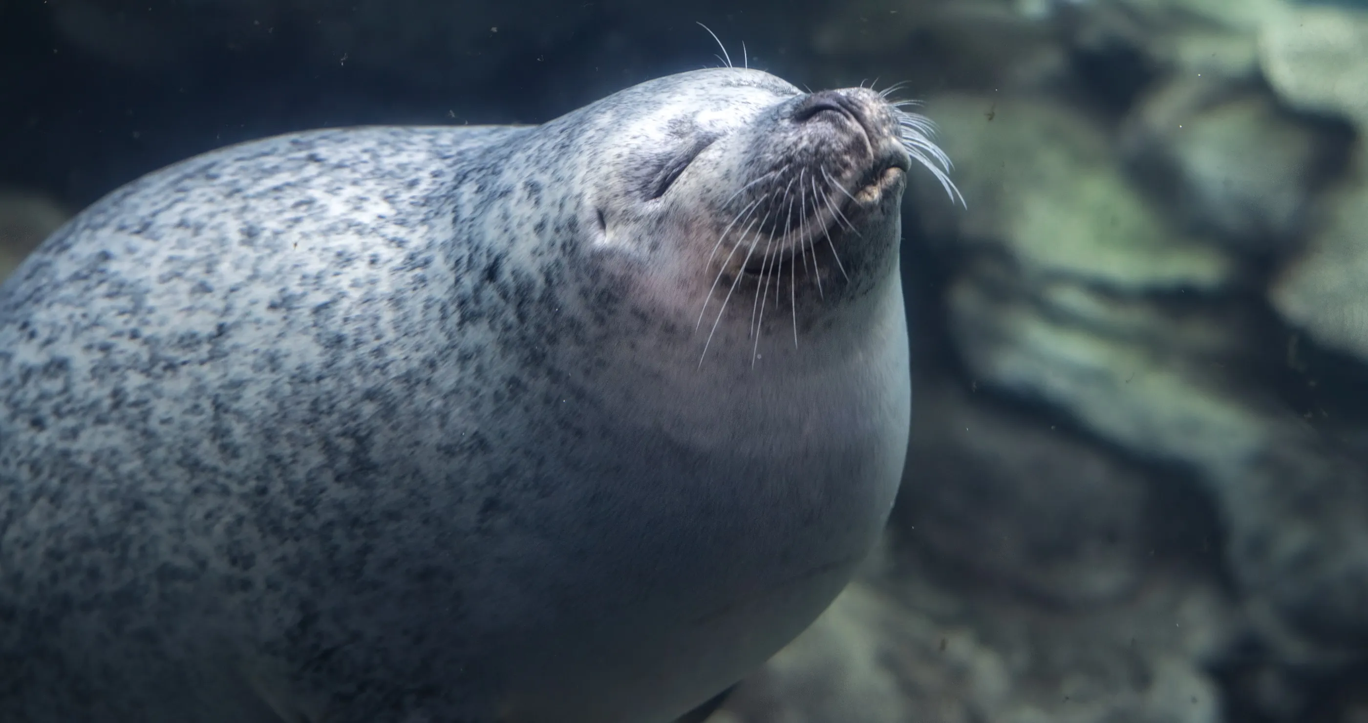 Adorable Online Video Shows Just How Much This Aquarium Seal Loves His Duckie