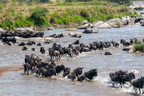 Wildlife Concerns Surge After Kenya Court Makes Their Ruling Over A Luxury Safari Camp