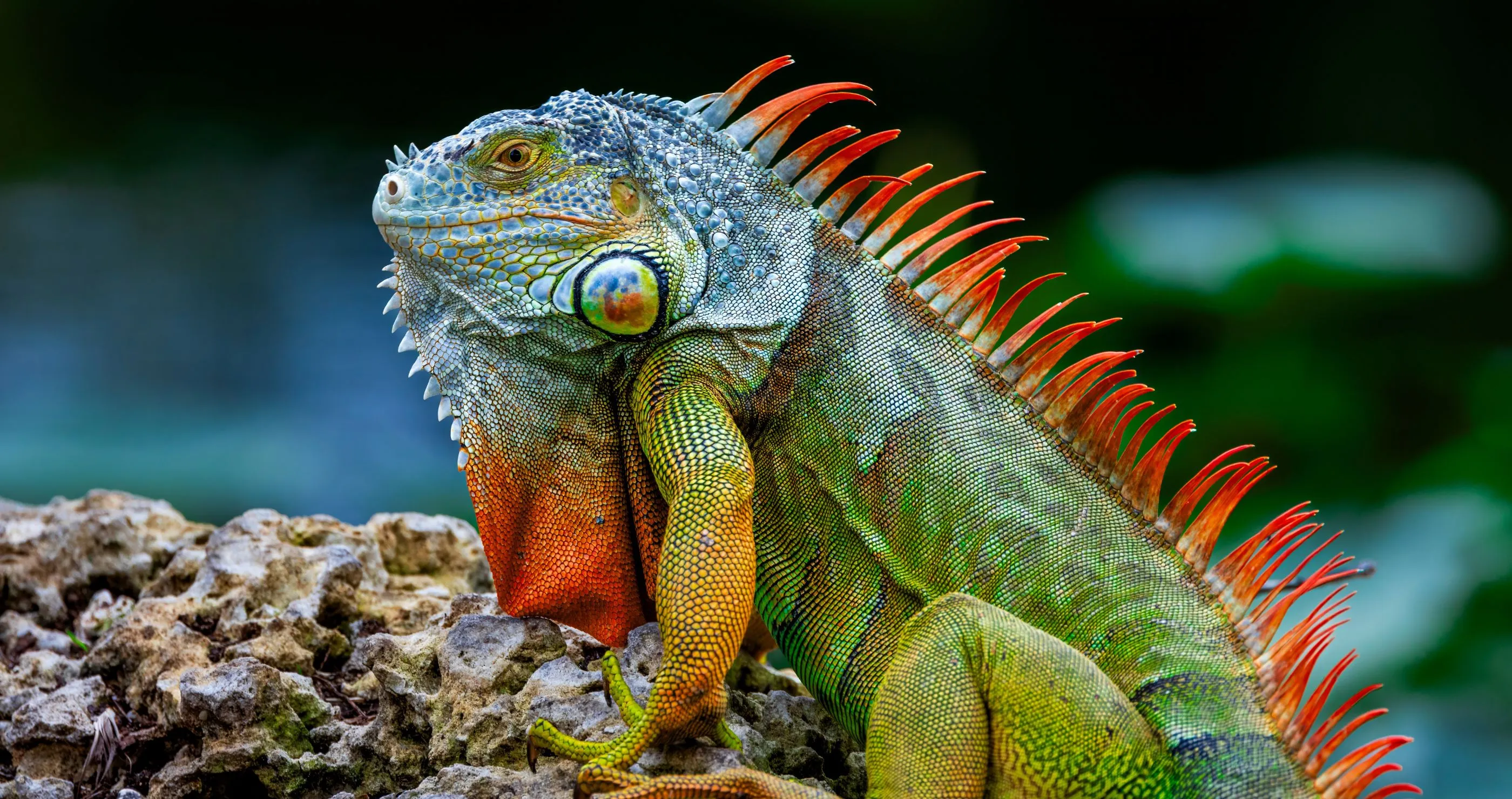 Iguana Swims Towards Paddleboarder For Help Then Climbs Aboard