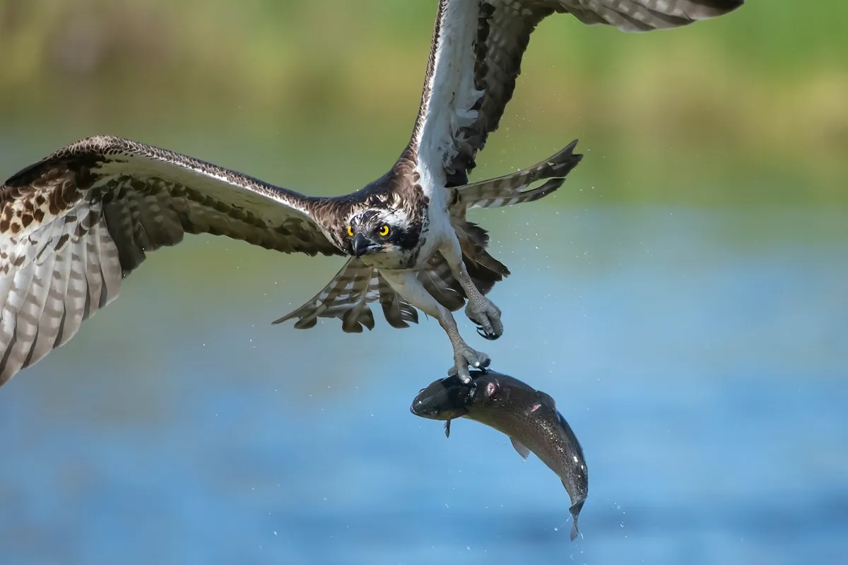 ‘Nature’s DoorDash’: Osprey Flies through Traffic with Large Fish