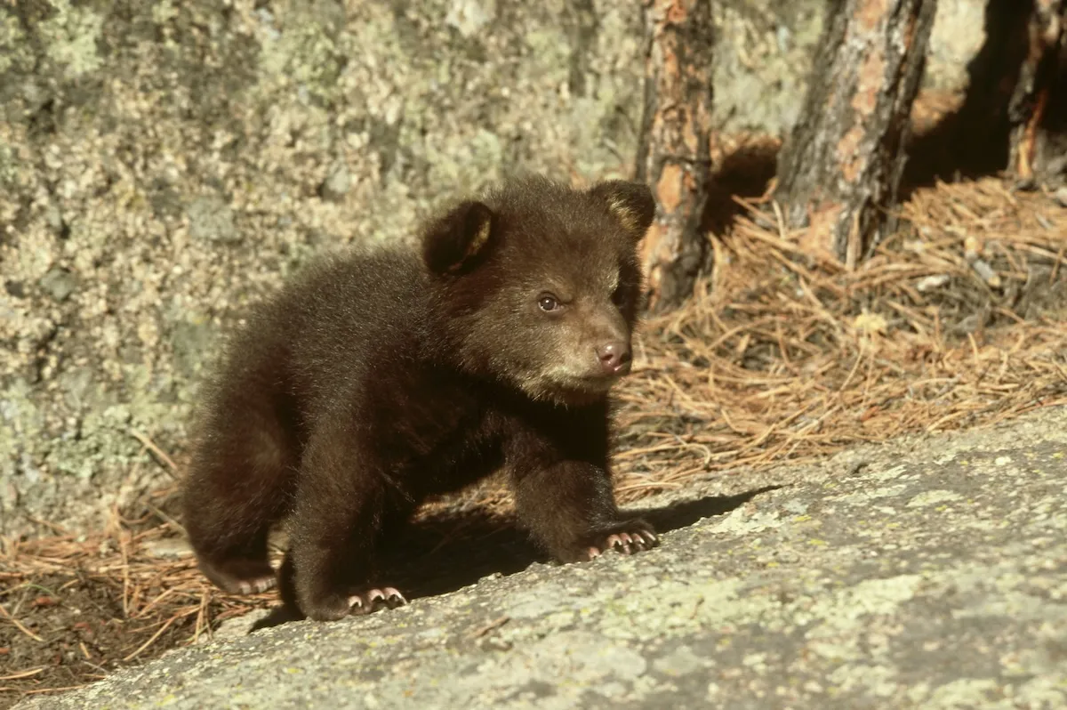 WATCH: Baby Bear Slips Through Patio Fence in Montana