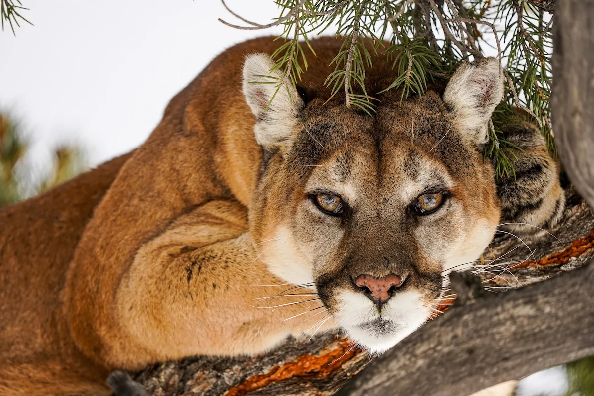 ‘What an Honor’: Woman Has Calm Mountain-Lion Encounter
